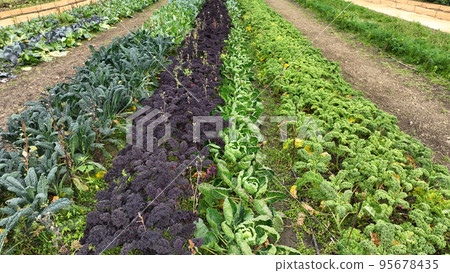 Farm autumn leaf curly cabbage kale harvesting winter plant leaves bio organic plantation harvest vegetables Brassica oleracea sabellica grown green resistant frost salad Czech Europe Farm autumn leaf curly cabbage kale harvesting winter plant leaves bio organic plantation harvest vegetables Brassica oleracea sabellica grown green resistant frost salad Czech Europe 95678435
