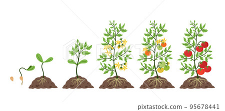 Tomato plant growth. Life cycle, growing stages from tomatoes seeds, sprout and blossom to fruit on branches vector Illustration set Tomato plant growth. Life cycle, growing stages from tomatoes seeds, sprout and blossom to fruit on branches vector Illustration set 95678441