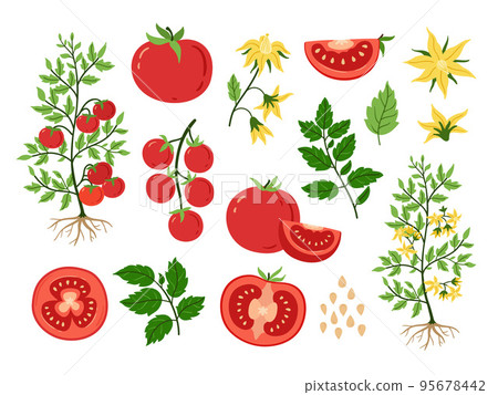 Red tomato. Fruits plant and seeds, blossoms and branches with leaves. Sliced tomatoes, vegetarian food ingredient cartoon vector set 95678442