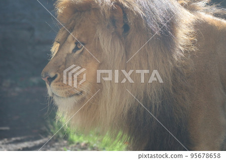 A close-up view of a male lion's face in a haze of sunshine in a zoo 95678658