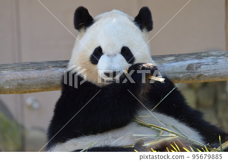 美味地吃竹子的綾濱 美味地吃竹子的綾濱 95679885