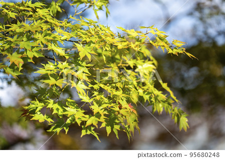 半日神社的紅葉（福島縣豬苗代町） 95680248