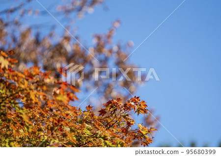 Autumn scenery of Kamegajo Castle Ruins Park (old castle ruins) Autumn leaves of trees Inawashiro Town, Fukushima Prefecture 95680399