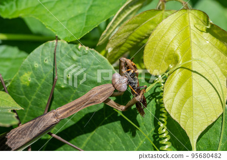 一隻螳螂捕食紙黃蜂 95680482