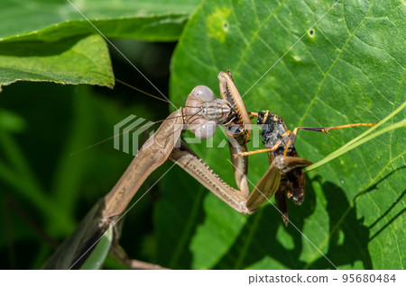 A praying mantis that eats the head of a paper wasp Upper body close-up 95680484