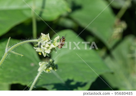 Kigoshishana 95680485