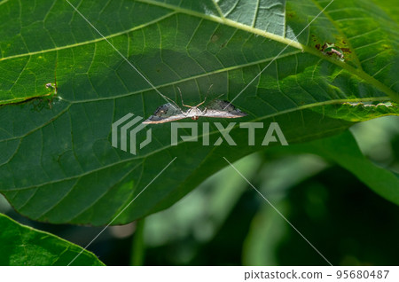 Moth perching on the underside of a leaf 95680487
