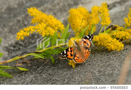 A lesser ladybug sucking nectar 95680883