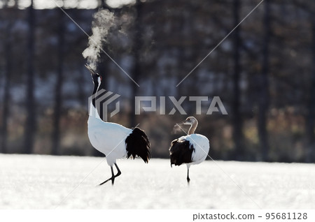 Red-crowned crane crying looking up at the sky (Hokkaido) 95681128