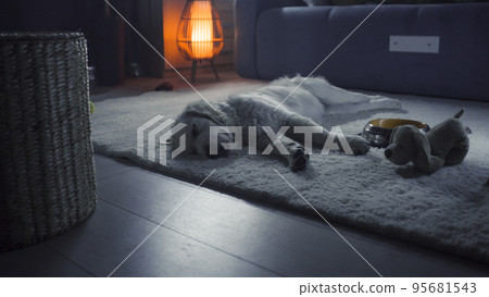 Dog sleeping after saturated day Dog sleeping after saturated day 95681543
