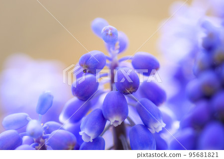 開花在春天領域的穆斯卡里花 開花在春天領域的穆斯卡里花 95681821