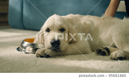 Young girl feeding dog 95681860