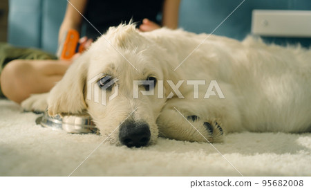 Girl creating hairstyle for dog 95682008