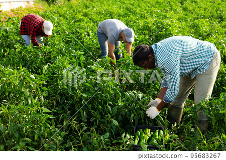 Focused african american farmer harvesting peppers on farm plantation Focused african american farmer harvesting peppers on farm plantation 95683267