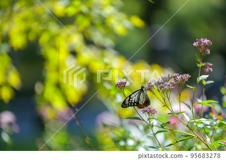 蝴蝶Asagi馬達拉旅行 蝴蝶Asagi馬達拉旅行 95683278