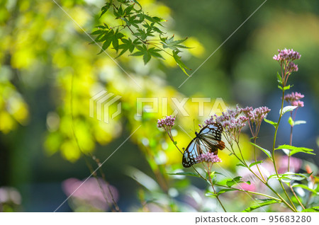 Butterfly Asagi Madara traveling 95683280