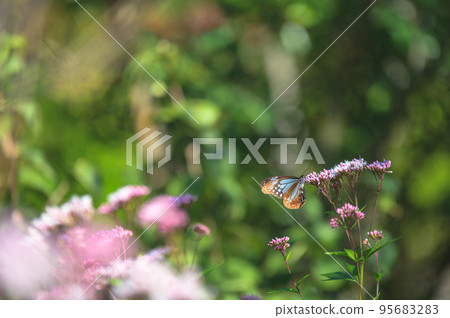 蝴蝶Asagi馬達拉旅行 95683283