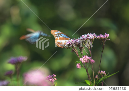Butterfly Asagi Madara traveling Butterfly Asagi Madara traveling 95683288