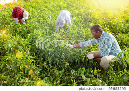 Man horticulturist gathering green bell pepper Man horticulturist gathering green bell pepper 95683293