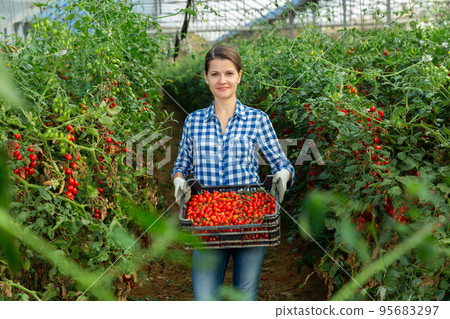 Female farmer stacking boxes with harvested grape tomatoes in greenhouse Female farmer stacking boxes with harvested grape tomatoes in greenhouse 95683297