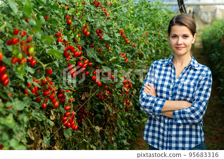 Portraite of positive woman harvests ripe red cherry tomatoes 95683316