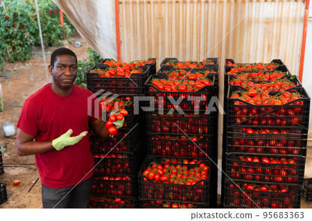 Grower showing crop of plum tomatoes in greenhouse vegetable store Grower showing crop of plum tomatoes in greenhouse vegetable store 95683363