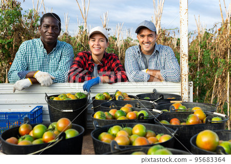 Happy farmers posing with harvest of tomatoes in buckets next to truck Happy farmers posing with harvest of tomatoes in buckets next to truck 95683364