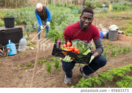 Successful African gardener holding box with vegetables 95683373