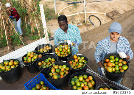 Men farmers gathering buckets full of green tomatoes Men farmers gathering buckets full of green tomatoes 95683376