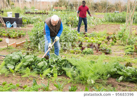 Senior man horticulturist with mattock working with cabbage 95683396