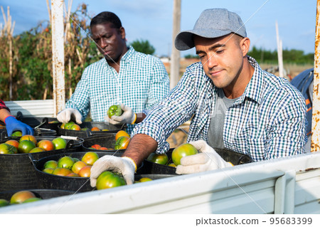 Farmer with team of workers loading truck with harvested tomatoes Farmer with team of workers loading truck with harvested tomatoes 95683399