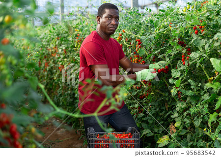Afro male farmer picking tomatoes in greenhouse Afro male farmer picking tomatoes in greenhouse 95683542