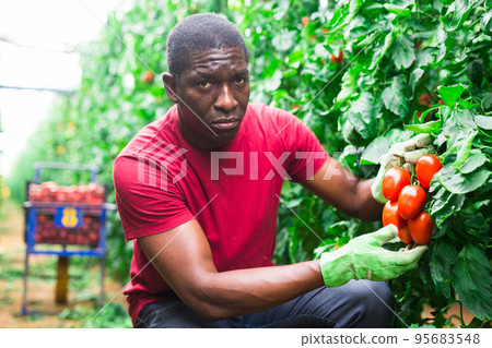 Successful male gardener with ripe red tomatoes Successful male gardener with ripe red tomatoes 95683548