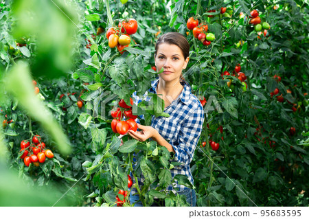 Happy farm owner picks red tomatoes in greenhouse Happy farm owner picks red tomatoes in greenhouse 95683595