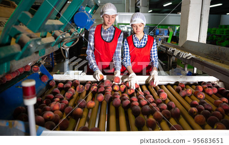 Women sorting peaches and checking quality at on rolling conveyor Women sorting peaches and checking quality at on rolling conveyor 95683651