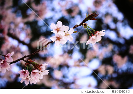 Cherry blossoms in full bloom shining in the spring sunshine Cherry blossoms in full bloom shining in the spring sunshine 95684083