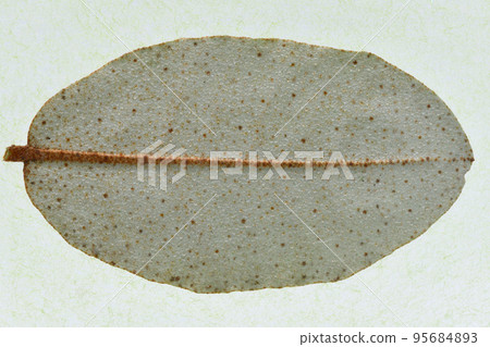 Background material for leaf veins of plants and Elaeagnus pungens 95684893