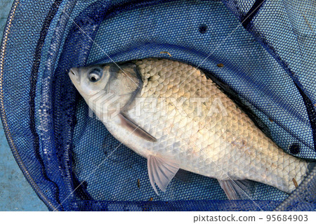 I caught and took a herabuna in a wild pond I caught and took a herabuna in a wild pond 95684903