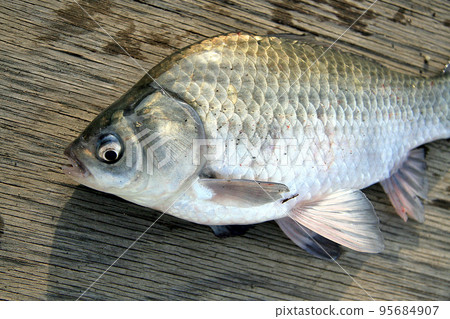 I caught and took a herabuna in a wild pond 95684907