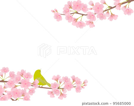 Cherry blossoms in full bloom and white-eye _ frame 95685000
