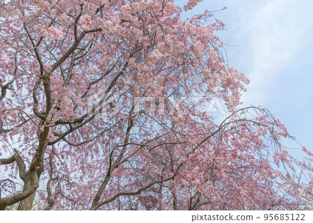 Spring scenery, weeping cherry blossoms in full bloom Spring scenery, weeping cherry blossoms in full bloom 95685122