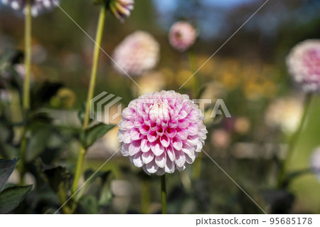 Autumn scenery Brightly blooming dahlias Kawanishi Town, Yamagata Prefecture 95685178
