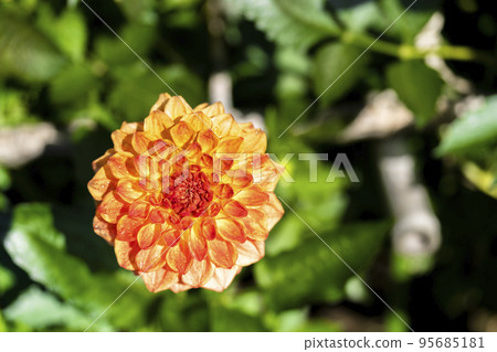 秋天的風景 盛開的大麗花 山形縣川西町 95685181