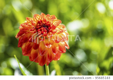 Autumn scenery Brightly blooming dahlias Kawanishi Town, Yamagata Prefecture Autumn scenery Brightly blooming dahlias Kawanishi Town, Yamagata Prefecture 95685183