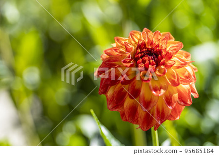 Autumn scenery Brightly blooming dahlias Kawanishi Town, Yamagata Prefecture Autumn scenery Brightly blooming dahlias Kawanishi Town, Yamagata Prefecture 95685184