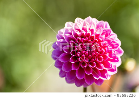 秋天的風景 盛開的大麗花 山形縣川西町 95685226