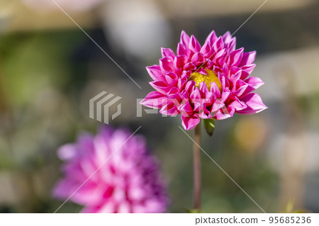 秋天的風景 盛開的大麗花 山形縣川西町 95685236
