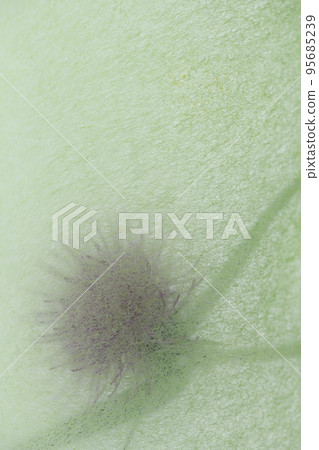 日本紙和野薊的背景材料 95685239