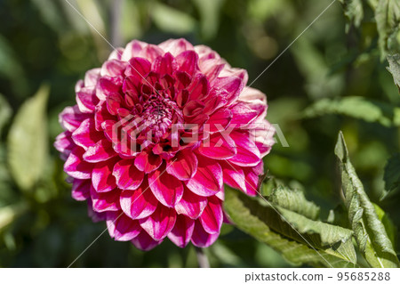 秋天的風景 盛開的大麗花 山形縣川西町 95685288