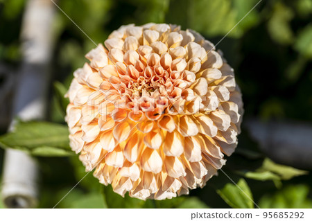 Autumn scenery Brightly blooming dahlias Kawanishi Town, Yamagata Prefecture 95685292